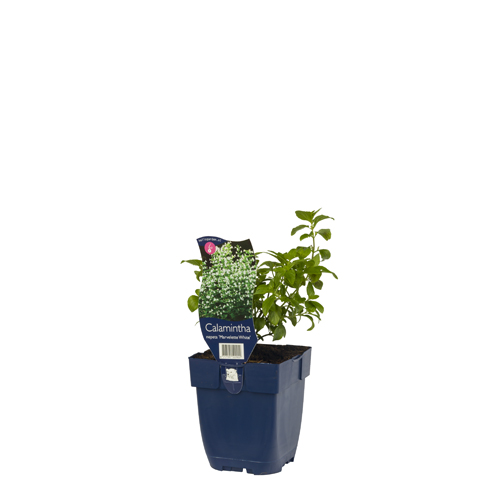 Calamintha nep. 'Marvelette White' POT_GOLF 8717191522922 Bjergmynthe - Calamintha Marvelette white