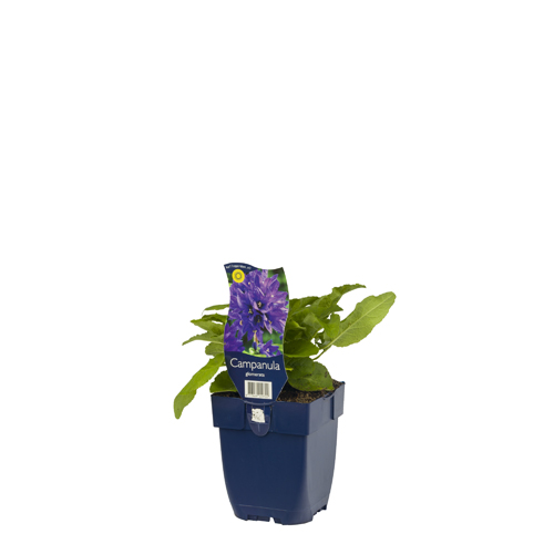 Campanula glomerata POT_GOLF 8713469229722 Nøgleklokke - Campanula glomerata