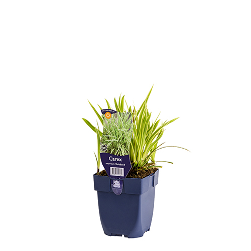 Carex morrowii 'Goldband' POT_GOLF 8712815809861 Japansk star - Carex morrowii Goldband