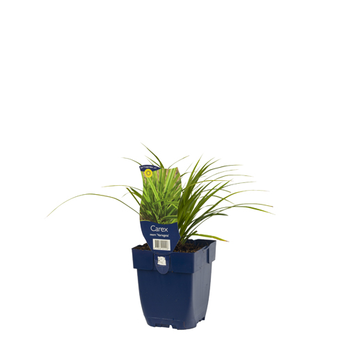 Carex morrowii 'Variegata' POT_GOLF 8713469241458 Japansk star - Carex morrowii Variegata