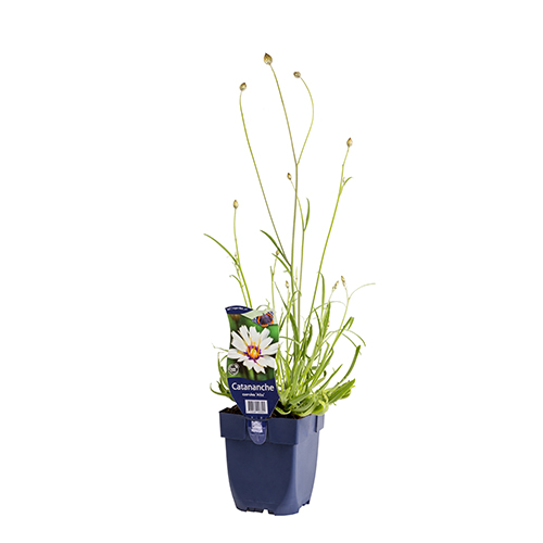 Catananche caerulea 'Alba' POT_GOLF 8713469243391 Rasleblomst - Catananche caerulea Alba