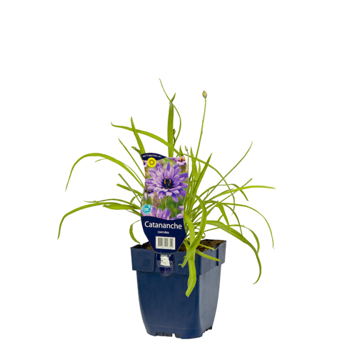 Catananche caerulea POT_GOLF 8713469243322 Rasleblomst - Catananche caerulea