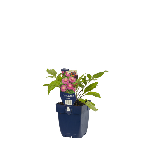 Centaurea dealbata POT_GOLF 8713469243803 Have knopurt - Centaurea dealbata