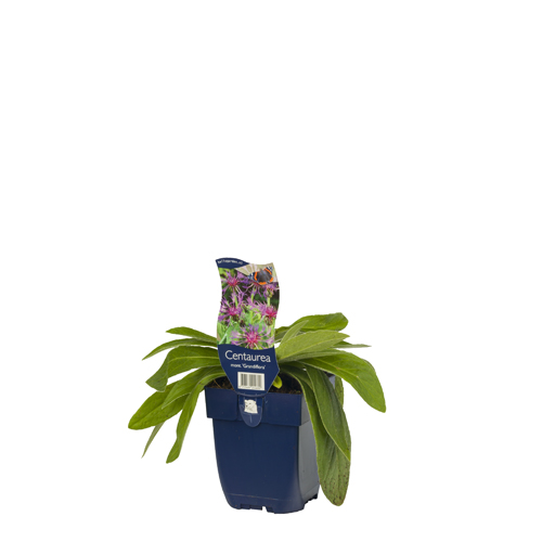 Bjergknopurt - Centaurea montana Grandiflora