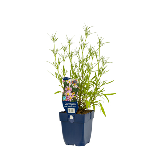 Coreopsis rosea 'American Dream' POT_GOLF 8713469274227 Coreopsis - Coreopsis American dream