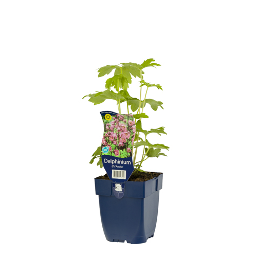 Delphinium (P) 'Astolat' POT_GOLF 8712044146560 Ridderspore - Delphinium Astolat