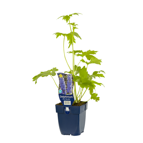 Delphinium (P) 'Blue Bird' POT_GOLF 8712815642758 Ridderspore - Delphinium Blue bird