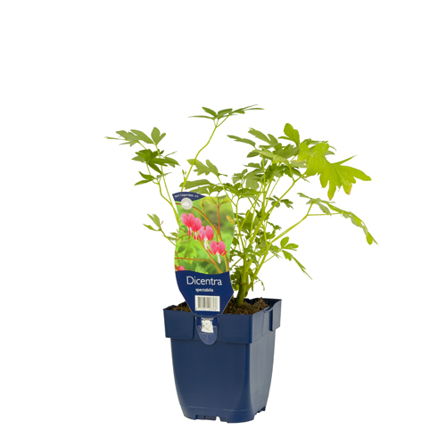 Dicentra spectabilis POT_GOLF 8712044023366 Løjtnantshjerte - Dicentra spectabilis