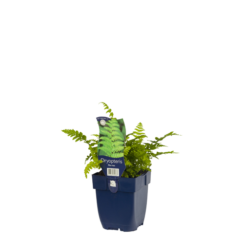 Dryopteris filix-mas POT_GOLF 8713469324663 Almindelig mangeløv - Dryopteris filix-mas