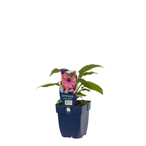 Echinacea purp. 'Magnus' POT_GOLF 8713469325769 Solhat - Echinacea purpurea Magnus