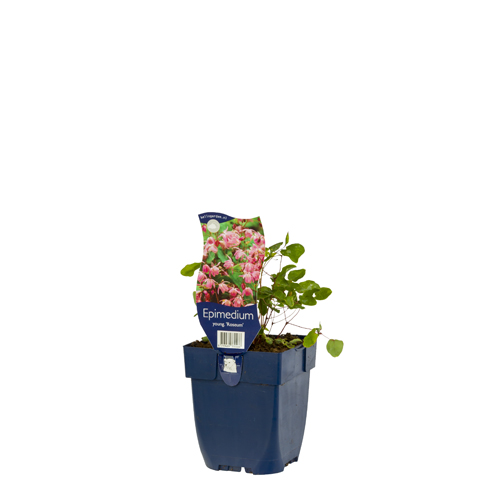 Epimedium youngianum 'Roseum' POT_GOLF 8713469330466 Bispehue - Epimedium Roseum