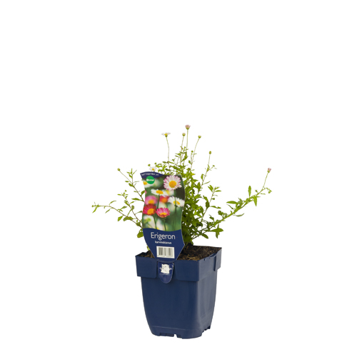 Erigeron karvinskianus POT_GOLF 8713469333207 Mexicansk bakkestjerne - Erigeron karvinskianus
