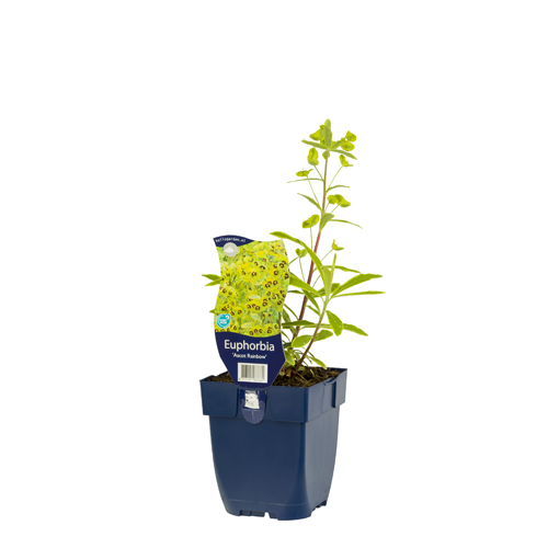 Euphorbia 'Ascot Rainbow' POT_GOLF 8717191087681 Vortemælk - Euphorbia Ascot rainbow