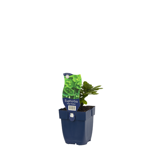 Euphorbia amygd. 'Robbiae' POT_GOLF 8712044026510 Vortemælk - Euphorbia Robbiae
