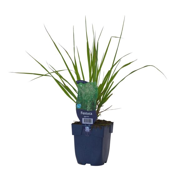 Kæmpesvingel - Festuca gigantea