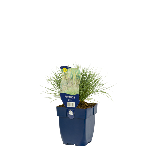 Festuca glauca POT_GOLF 8712044071008 Blå bjørnegræs - Festuca glauca