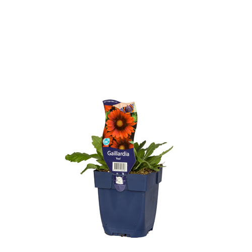 Gaillardia 'Red' POT_GOLF 8717191523158 Kokardeblomst - Gillardia Red