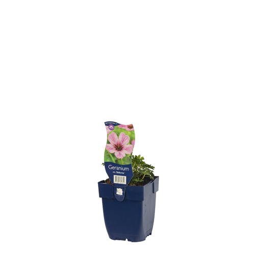 Geranium cin. 'Ballerina' POT_GOLF 8712815643304 Storkenæb - Geranium Ballerina