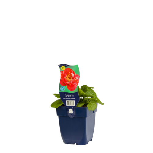 Geum chiloense 'Mrs. Bradshaw' POT_GOLF 8713469380812 Nellikerod - Geum Mrs Bradshaw