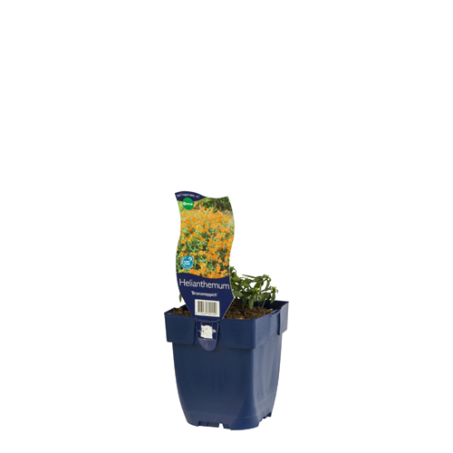 Helianthemum 'Bronzeteppich' POT_GOLF 8713469392440 Soløje - Helianthemum Bronzeteppich