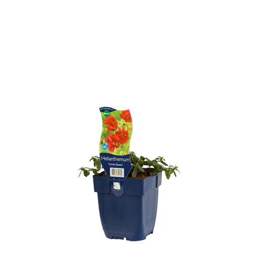 Helianthemum 'Cerise Queen' POT_GOLF 8713469392600 Soløje - Helianthemum cerise Queen