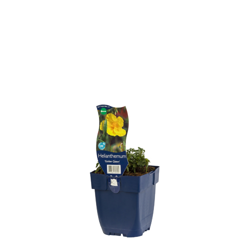 Helianthemum 'Golden Queen' POT_GOLF 8713469393560 Soløje - Helianthemum Golden Queen