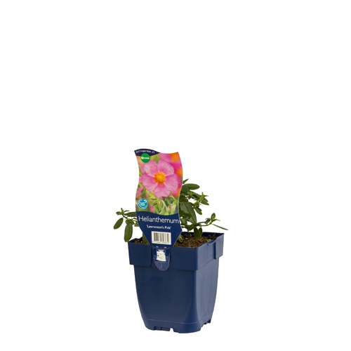 Helianthemum 'Lawrenson's Pink' POT_GOLF 8713469393874 Soløje - Helianthemum Lawrensons pink