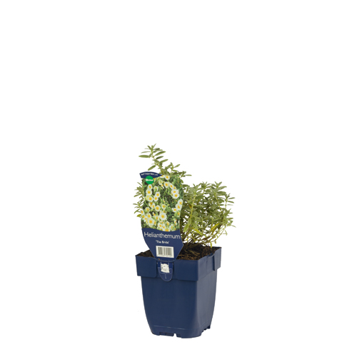 Helianthemum 'The Bride' POT_GOLF 8713469395199 Soløje - Helianthemum The bride