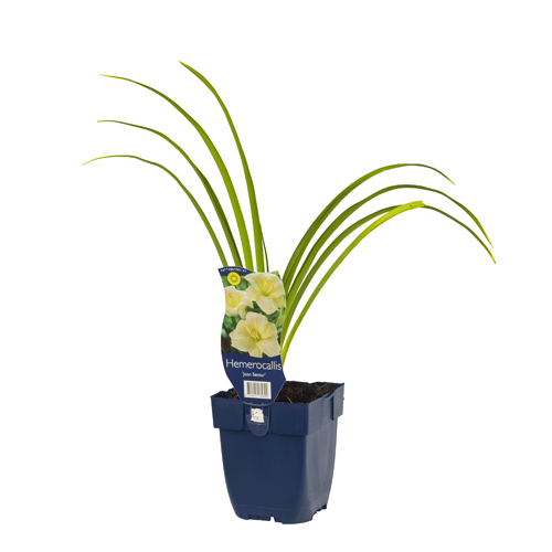 Hemerocallis 'Joan Senior' POT_GOLF 8712815135892 Daglilje - Hemerocallis Joan senior