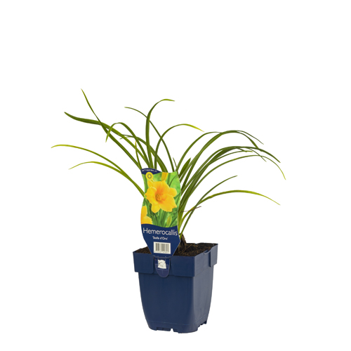 Hemerocallis 'Stella d'Oro' POT_GOLF 8713469420891 Daglilje - Hemerocallis Stella d'oro