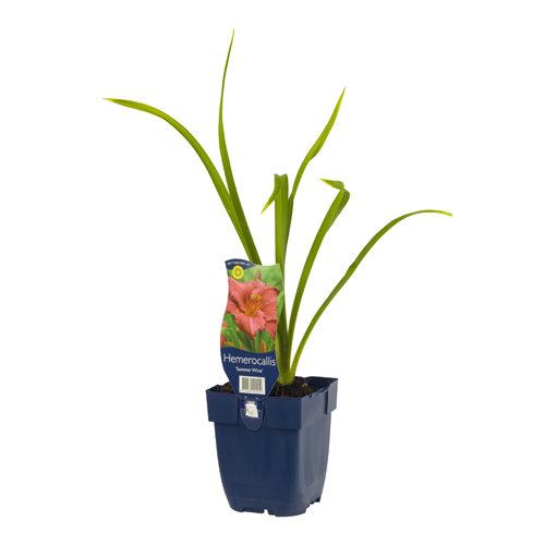 Hemerocallis 'Summer Wine' POT_GOLF 8713469420952 Daglilje - Hemerocallis Summer wine