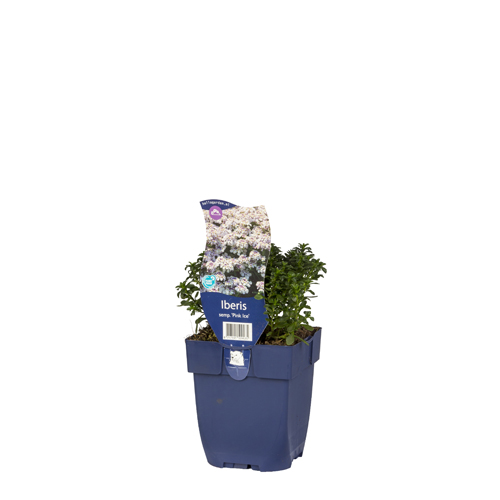 Iberis semp. 'Pink Ice' POT_GOLF 8717191509435 Sløjfeblomst - Iberis Pink ice
