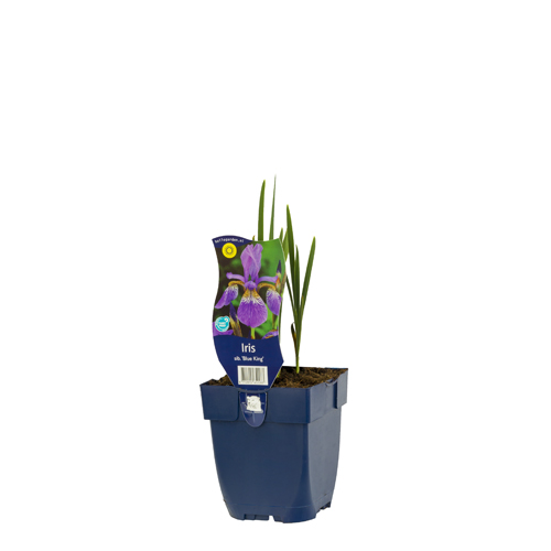 Iris sib. 'Blue King' POT_GOLF 8712815652283 Iris - Iris Blue king