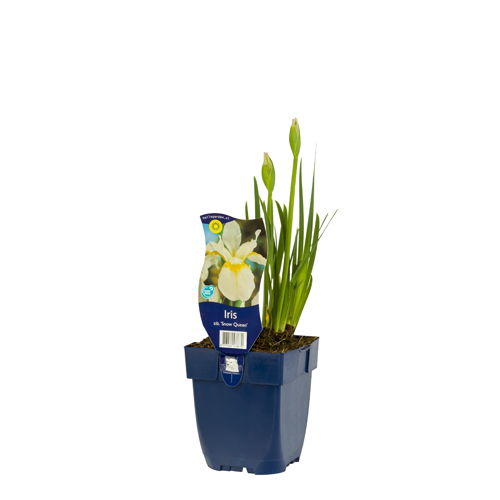Iris sib. 'Snow Queen' POT_GOLF 8713469478670 Iris - Iris Snow Queen