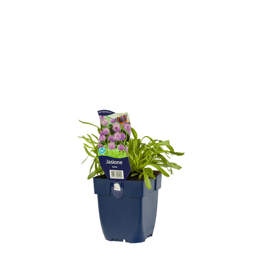 Jasione laevis POT_GOLF 8713469521000 Blåmunke - Jasione leavis