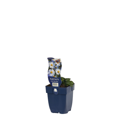 Kalimeris incisa 'Nana Blue' POT_GOLF 8717191519533 Japansk asters - Kalimeris incisa Nana blue