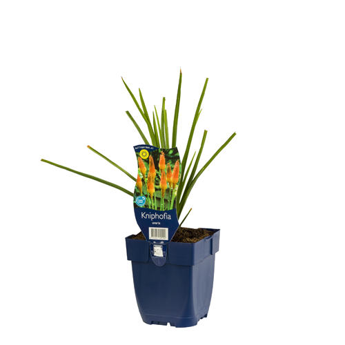 Kniphofia uvaria POT_GOLF 8712044042299 Raketblomst - Kniphofia uvaria