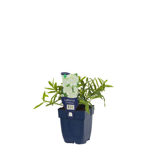 Lathyrus lat. 'White Pearl' POT_GOLF 8713469527354 Staudelathyrus - Lathyrus White pearl
