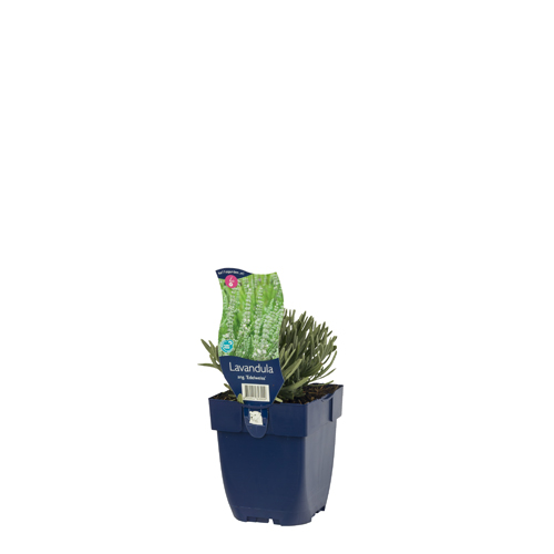 Lavandula ang. 'Edelweiss' POT_GOLF 8712044828909 Lavendel - Lavendula Edelweiss