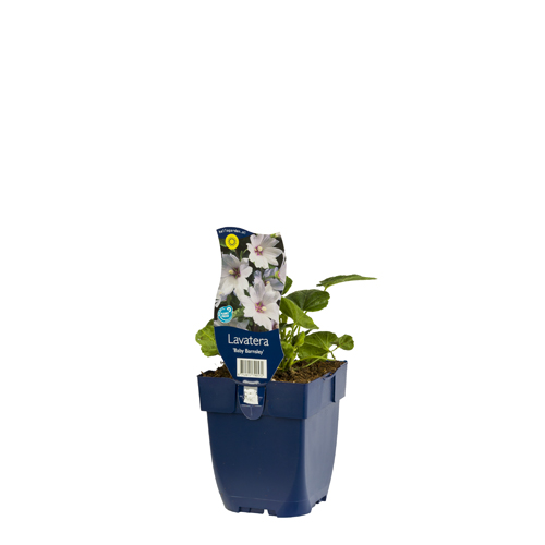 Lavatera 'Baby Barnsley' POT_GOLF 8712815790572 Mamelukærme - Lavatera Barnsley baby