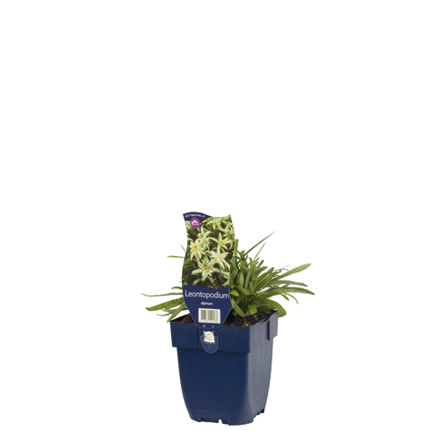 Leontopodium alpinum POT_GOLF 8713469529136 Edelweiss - Leontopodium alpinum