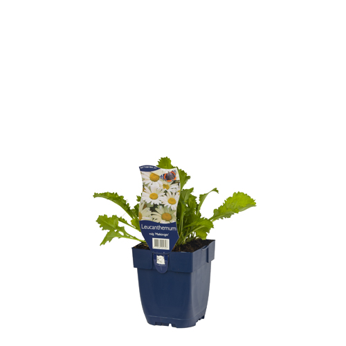 Leucanthemum v. 'Maikönigin' POT_GOLF 8713469251747 Marguritte - Leucanthemum Maikonigin