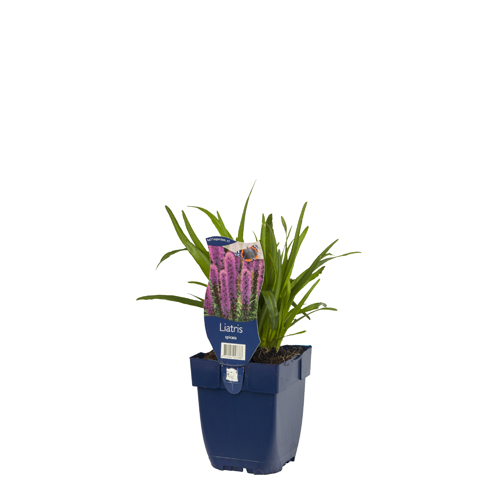 Liatris spicata POT_GOLF 8712044043388 Pragtskær - Liatris spicata