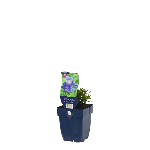 Lithodora diff. 'Heavenly Blue' POT_GOLF 8713469547031 Stenfrø - Lithodora diffusa Heavenly blue