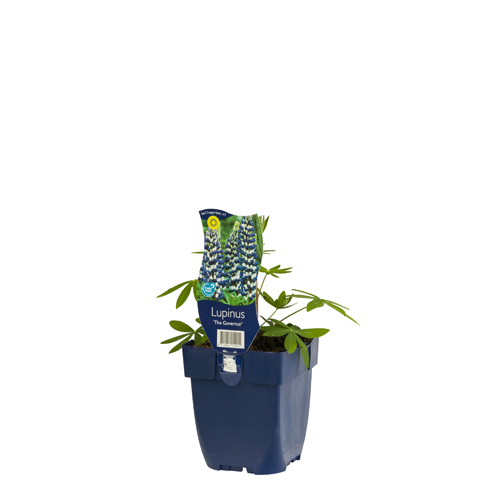Lupinus 'The Governor' POT_GOLF 8712044152011 Lupin - Lupinus The Governor