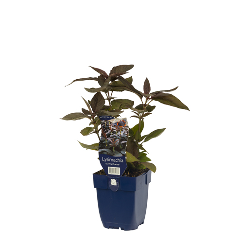 Lysimachia cil. 'Fire Cracker' POT_GOLF 8712815741338 Fredløs - Lysimachia Firecracker