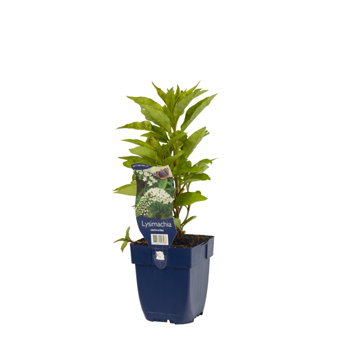 Lysimachia clethroides POT_GOLF 8713469553568 Fredløs - Lysimachia chletroides