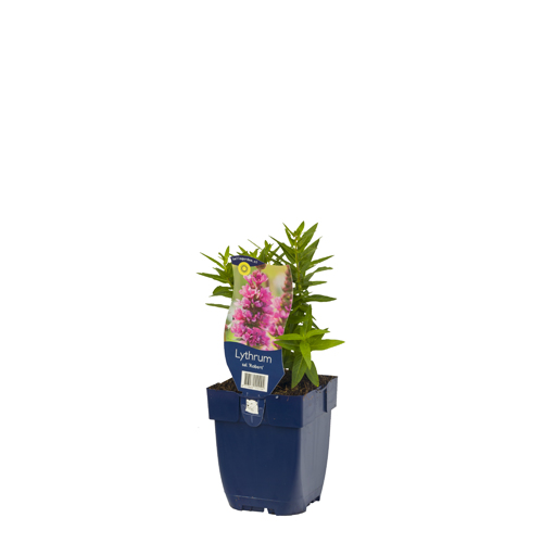 Lythrum sal. 'Robert' POT_GOLF 8713469555104 Kattehale - Lythrum Robert