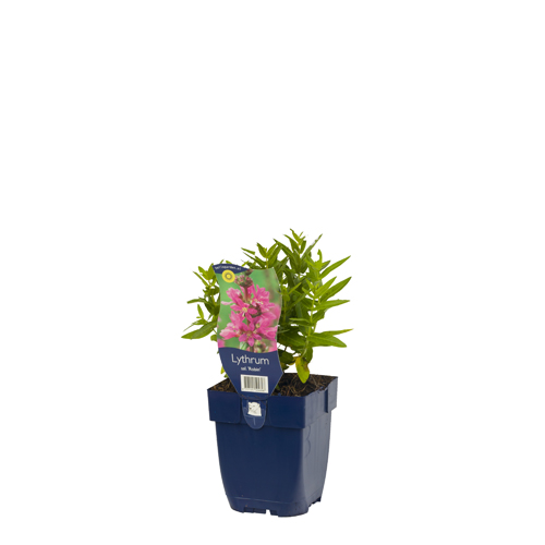 Lythrum sal. 'Robin' POT_GOLF 8717191504898 Kattehale - Lythrum Robin