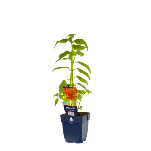 Monarda 'Cambridge Scarlet' POT_GOLF 8713469575393 Hestemynte - Monarda Cambridge scarlet
